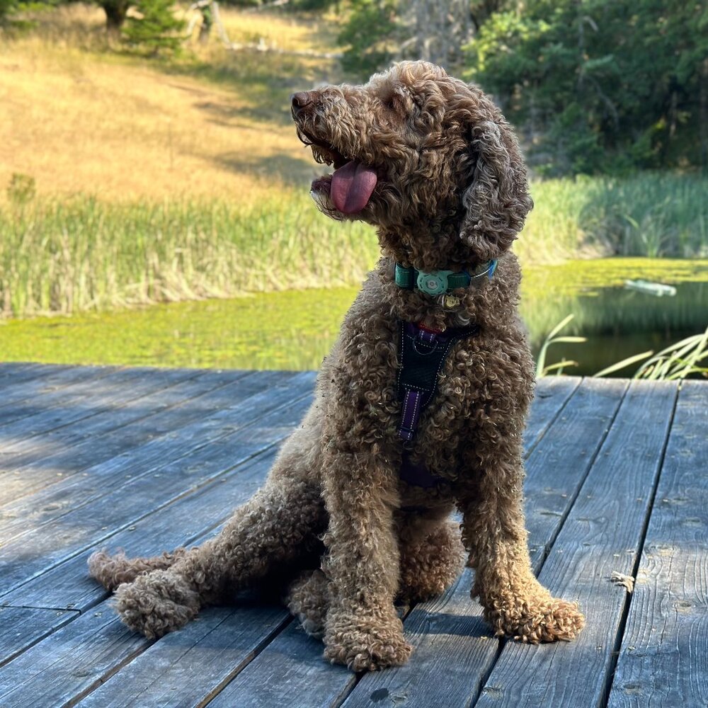 Meet your Posher, Emily